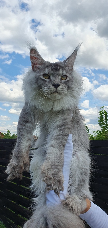 Pan Morriz Akbars (polydactyl) - Junior maine-coon 8.5 months