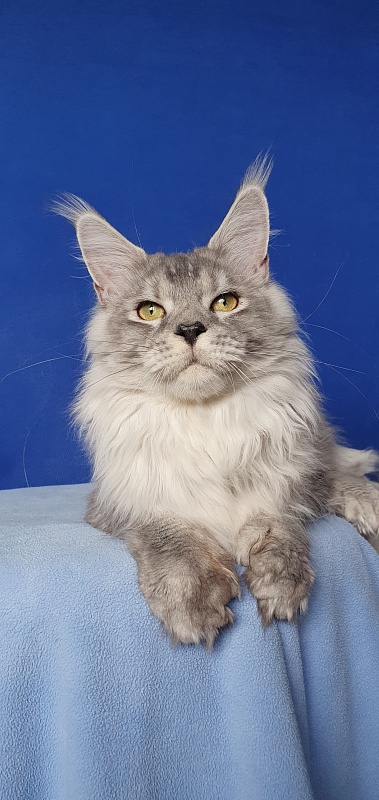 Pan Morriz Akbars (polydactyl) - Junior maine-coon 9 months