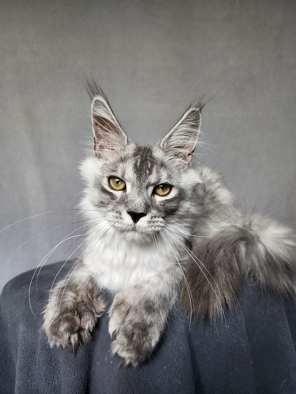 Pan Morriz Akbars (polydactyl) - Kitten maine-coon 5 months 3 weeks