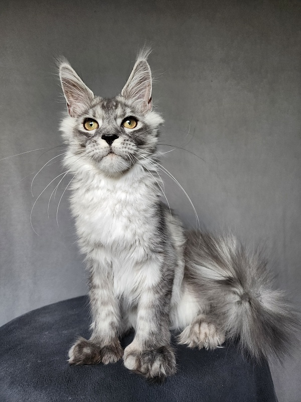 Pan Morriz Akbars (polydactyl) - Kitten maine-coon 5 months 3 weeks