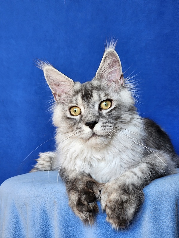 Pan Morriz Akbars (polydactyl) - Kitten maine-coon 6 months 3 weeks