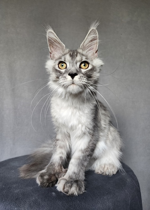 Pan Morriz Akbars (polydactyl) - Kitten maine-coon 5 months 3 weeks