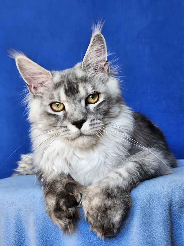 Pan Morriz Akbars (polydactyl) - Kitten maine-coon 6 months 3 weeks