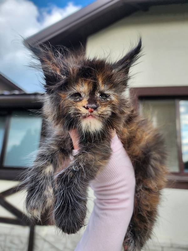 Cori Akbars - Kitten maine-coon 3.5 weeks