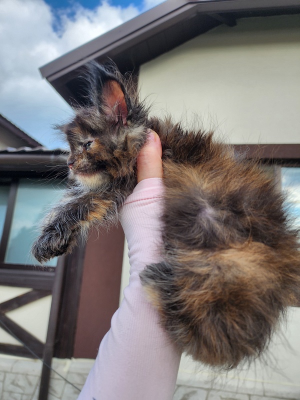 Cori Akbars - Kitten maine-coon 3.5 weeks