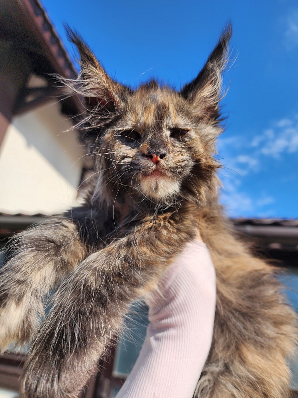 Cori Akbars - Kitten maine-coon 1 month 1 week