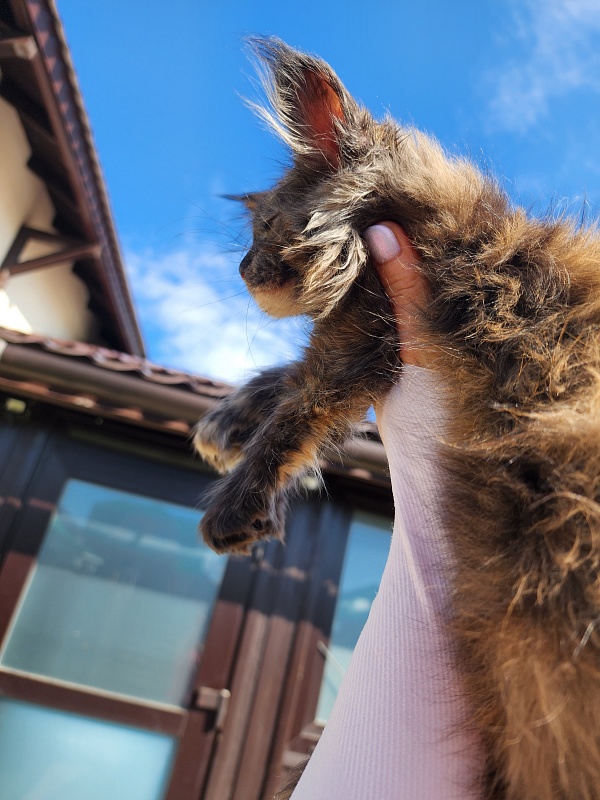 Cori Akbars - Kitten maine-coon 1 month 1 week