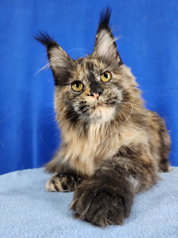 Cori Akbars - Kitten maine-coon 6 months 3 weeks