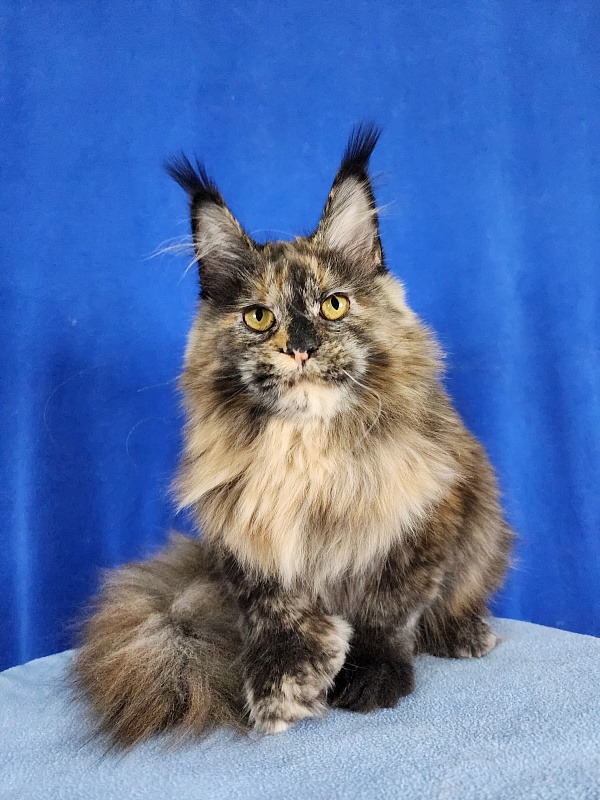 Cori Akbars - Kitten maine-coon 6 months 3 weeks