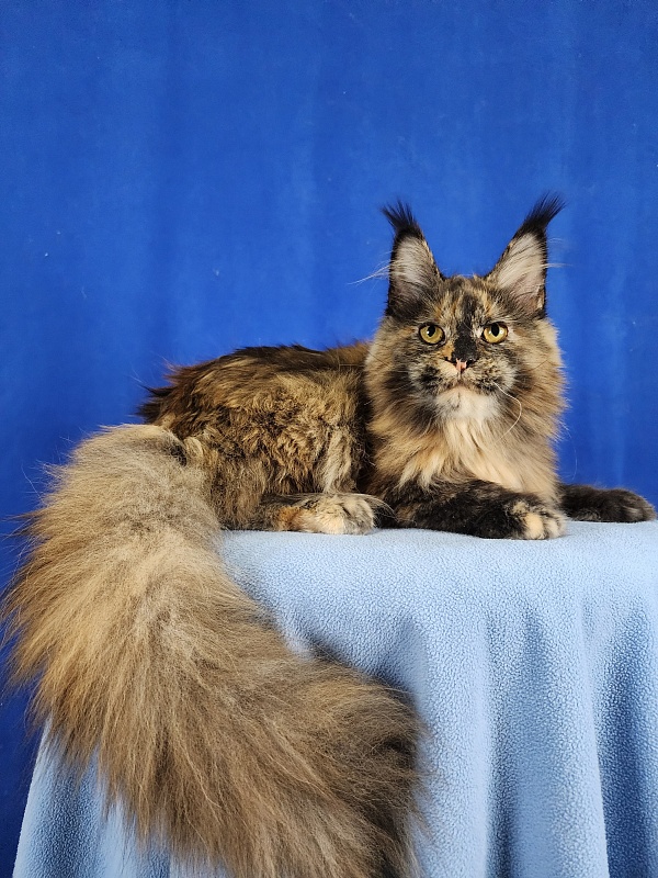 Cori Akbars - Kitten maine-coon 6 months 3 weeks