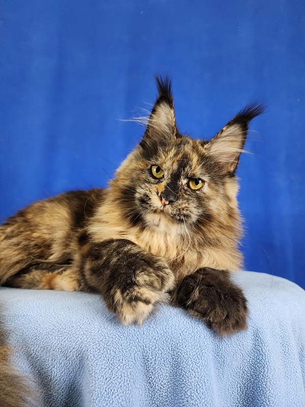 Cori Akbars - Kitten maine-coon 6 months 3 weeks