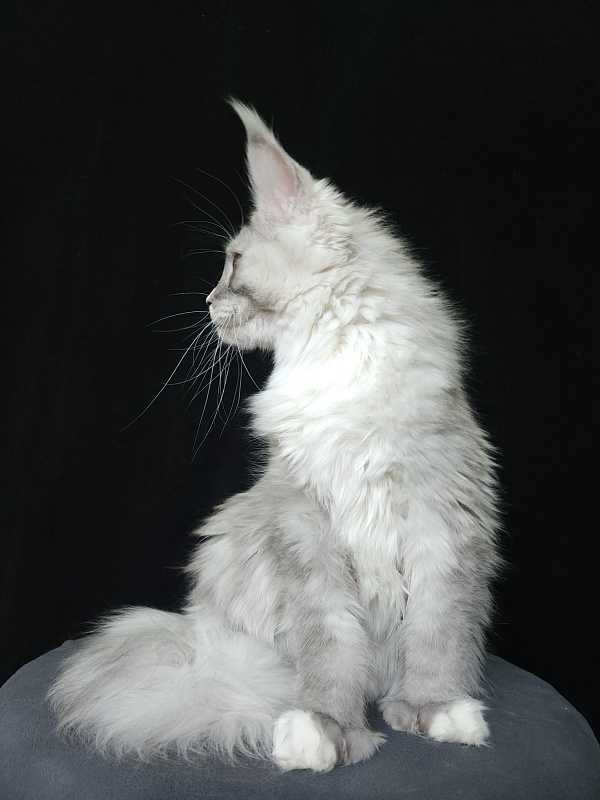 Extra Shine Akbars (polydactyl) - Kitten maine-coon 6 months