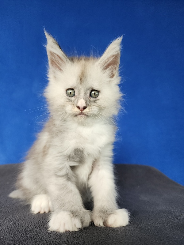 Extra Shine Akbars (polydactyl) - Kitten maine-coon 1 month 3 weeks