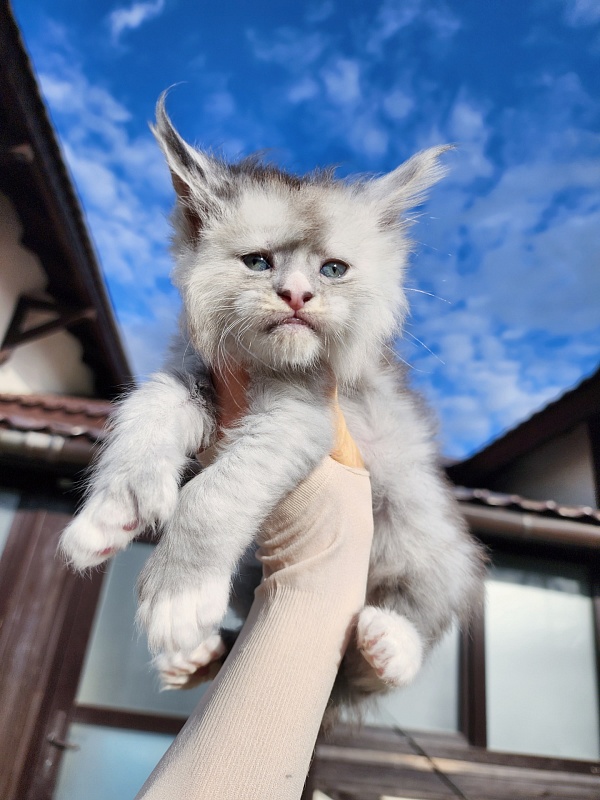 Extra Shine Akbars (polydactyl) - Kitten maine-coon 1 month 3 weeks