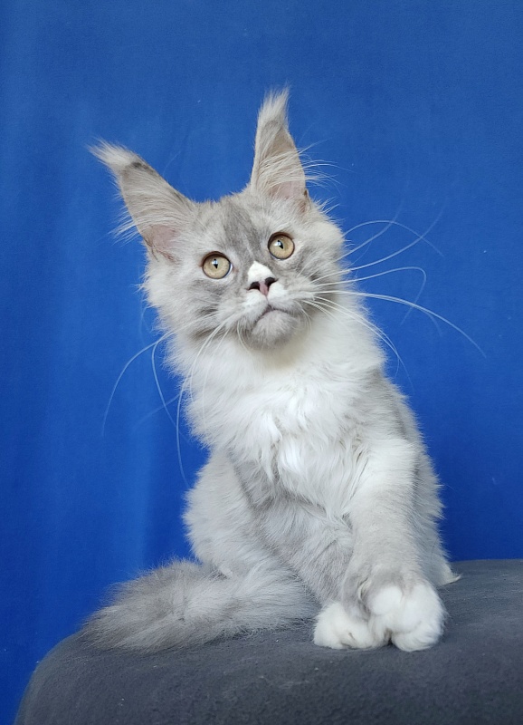 Extra Shine Akbars (polydactyl) - Kitten maine-coon 4 months 3 weeks