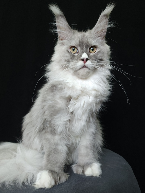 Extra Shine Akbars (polydactyl) - Kitten maine-coon 6 months