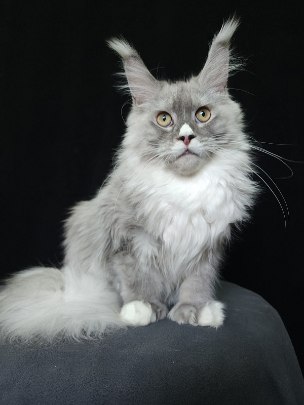 Extra Shine Akbars (polydactyl) - Kitten maine-coon 6 months