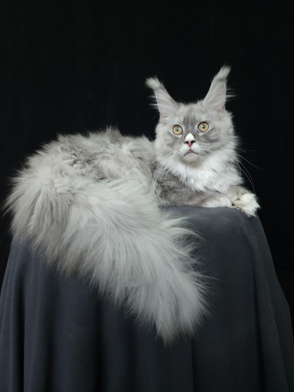 Extra Shine Akbars (polydactyl) - Kitten maine-coon 6 months