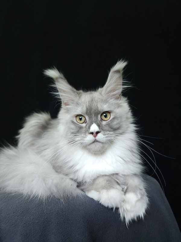 Extra Shine Akbars (polydactyl) - Kitten maine-coon 6 months