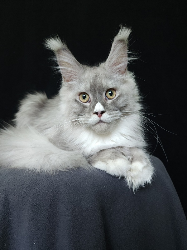 Extra Shine Akbars (polydactyl) - Kitten maine-coon 6 months