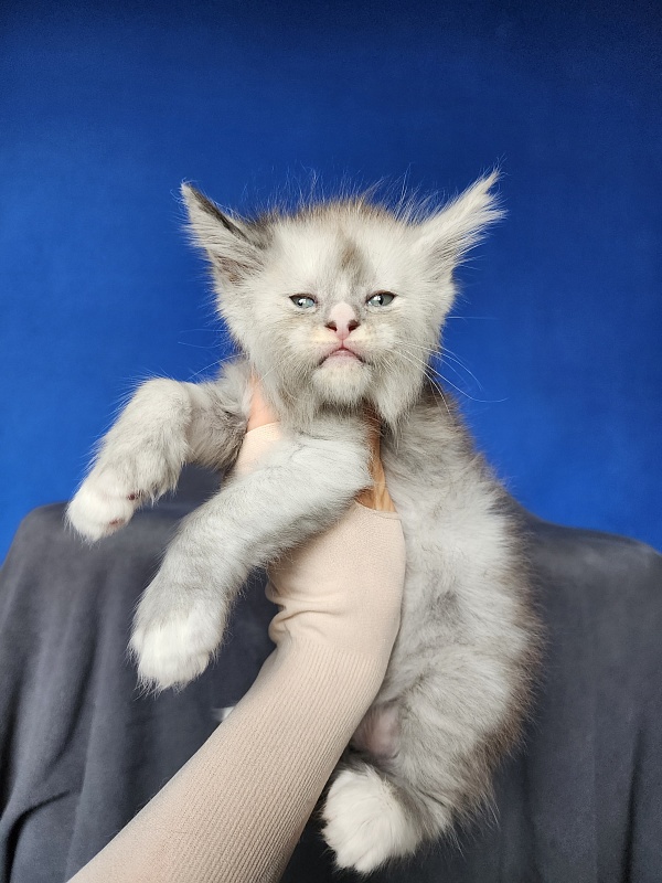 Extra Shine Akbars (polydactyl) - Kitten maine-coon 1 month