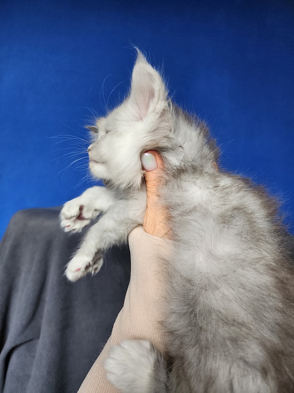 Extra Shine Akbars (polydactyl) - Kitten maine-coon 1 month