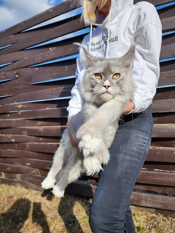 Extra Shine Akbars (polydactyl) - Junior maine-coon 7 months 3.5 weeks
