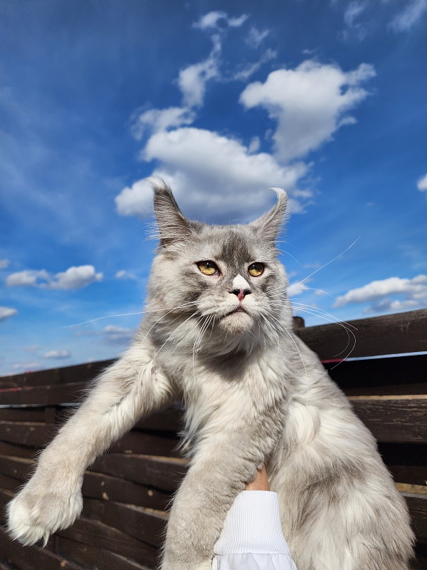 Extra Shine Akbars (polydactyl) - Junior maine-coon 7 months 3.5 weeks