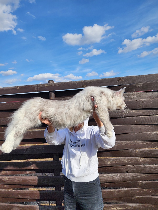 Extra Shine Akbars (polydactyl) - Junior maine-coon 7 months 3.5 weeks
