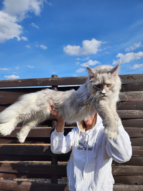 Extra Shine Akbars (polydactyl) - Junior maine-coon 7 months 3.5 weeks