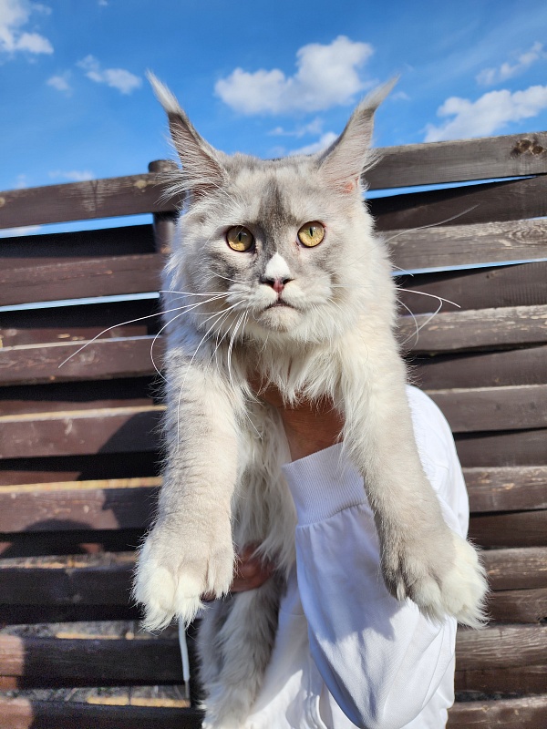 Extra Shine Akbars (polydactyl) - Junior maine-coon 7 months 3.5 weeks
