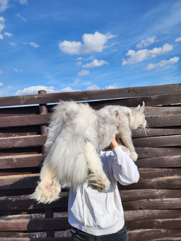Extra Shine Akbars (polydactyl) - Junior maine-coon 7 months 3.5 weeks