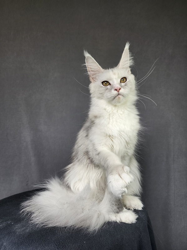 Extra Maya Akbars (polydactyl) 56\66 - Junior maine-coon 8 months 3.5 weeks