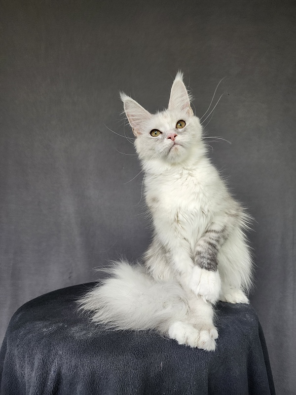 Extra Maya Akbars (polydactyl) 56\66 - Junior maine-coon 8 months 3.5 weeks