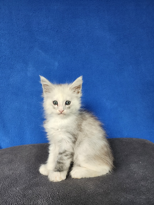 Extra Maya Akbars (polydactyl) 56\66 - Kitten maine-coon 1 month 0.5 weeks