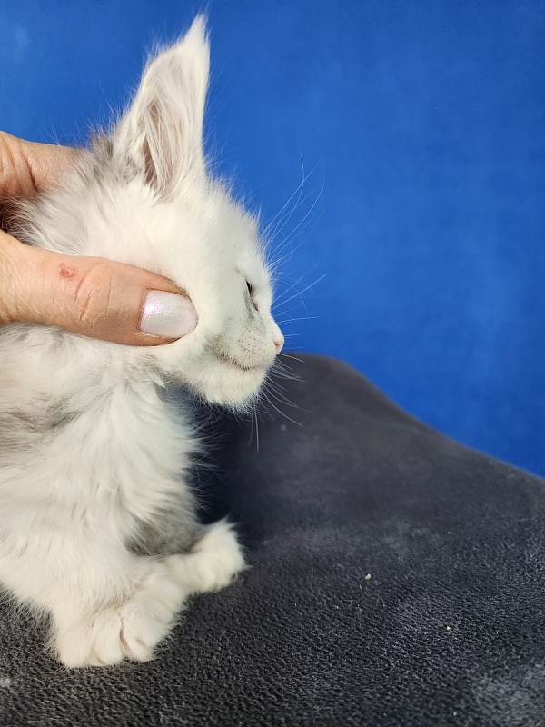 Extra Maya Akbars (polydactyl) 56\66 - Kitten maine-coon 1 month 0.5 weeks