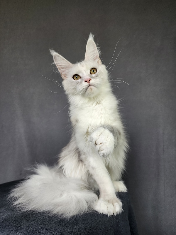 Extra Maya Akbars (polydactyl) 56\66 - Junior maine-coon 8 months 3.5 weeks