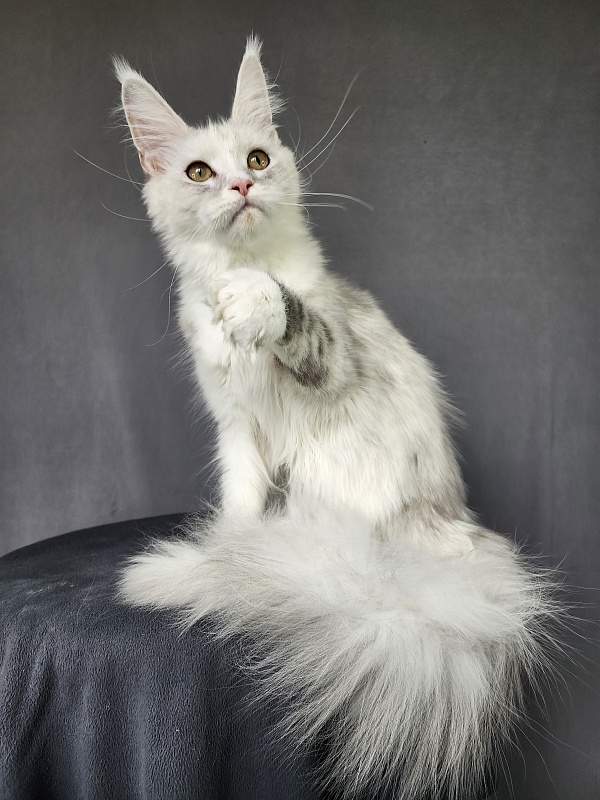 Extra Maya Akbars (polydactyl) 56\66 - Junior maine-coon 8 months 3.5 weeks