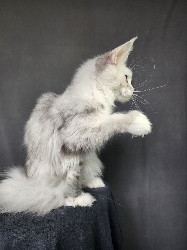Extra Maya Akbars (polydactyl) 56\66 - Junior maine-coon 8 months 3.5 weeks