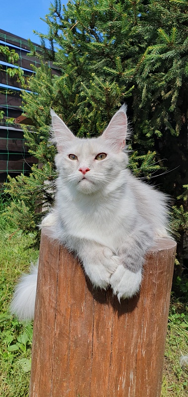 Extra Maya Akbars (polydactyl) 56\66 - Adult maine-coon 11 months 1.5 week