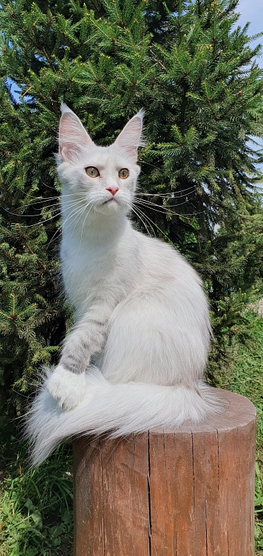 Extra Maya Akbars (polydactyl) 56\66 - Adult maine-coon 11 months 1.5 week