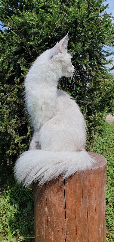 Extra Maya Akbars (polydactyl) 56\66 - Adult maine-coon 11 months 1.5 week