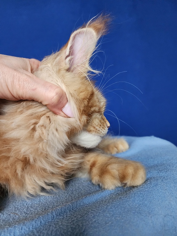 N*Anton  Akbars (polydactyl 77/66) - Kitten maine-coon 3 months 2 weeks