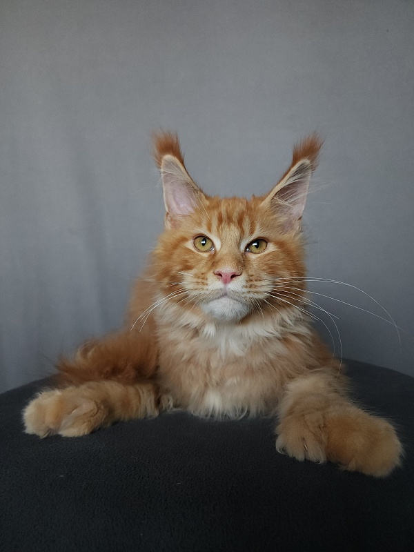 N*Anton  Akbars (polydactyl 77/66) - Kitten maine-coon 5 months