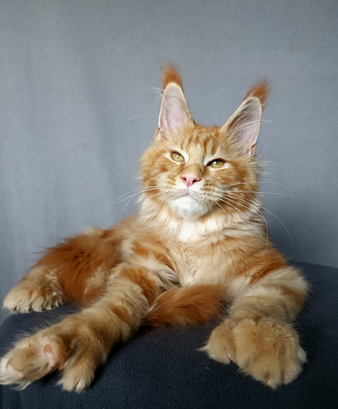 N*Anton  Akbars (polydactyl 77/66) - Kitten maine-coon 5 months