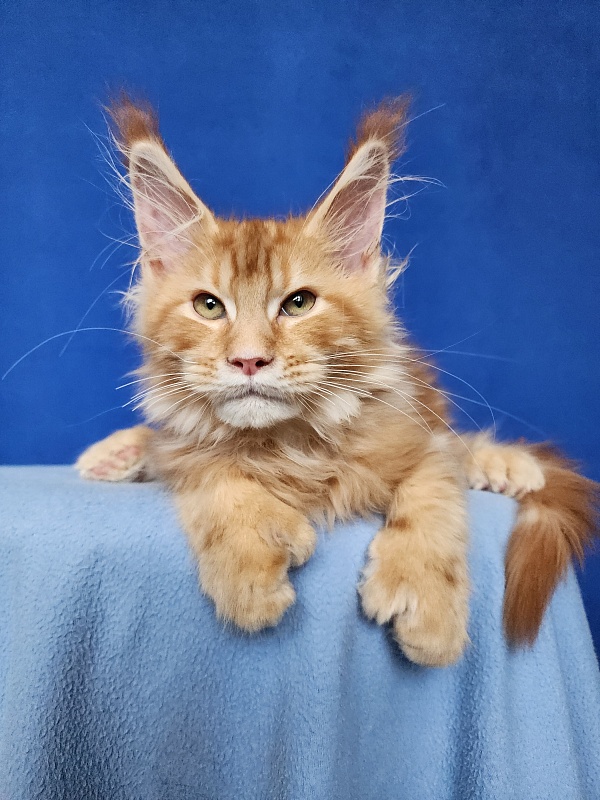 N*Anton  Akbars (polydactyl 77/66) - Kitten maine-coon 3 months 2 weeks