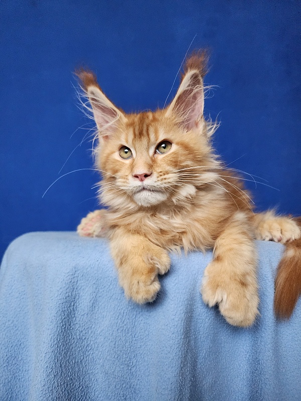 N*Anton  Akbars (polydactyl 77/66) - Kitten maine-coon 3 months 2 weeks