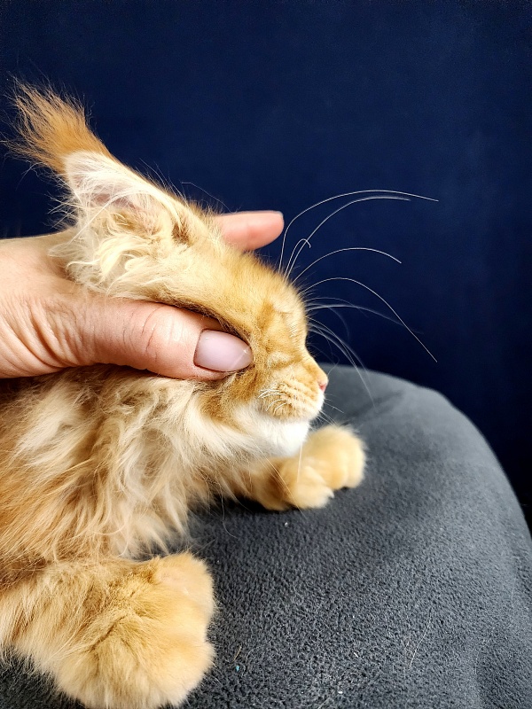 N*Anton  Akbars (polydactyl 77/66) - Kitten maine-coon 2 months