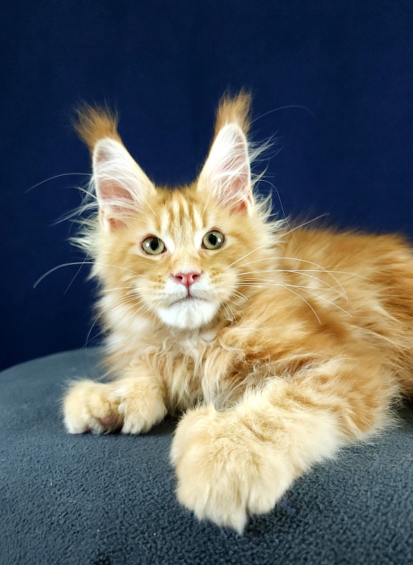N*Anton  Akbars (polydactyl 77/66) - Kitten maine-coon 2 months