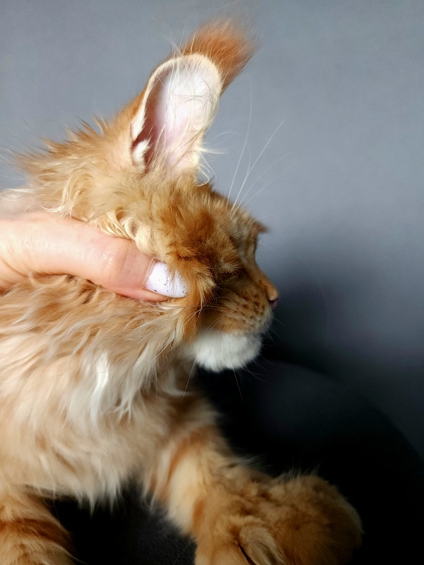 N*Anton  Akbars (polydactyl 77/66) - Kitten maine-coon 5 months